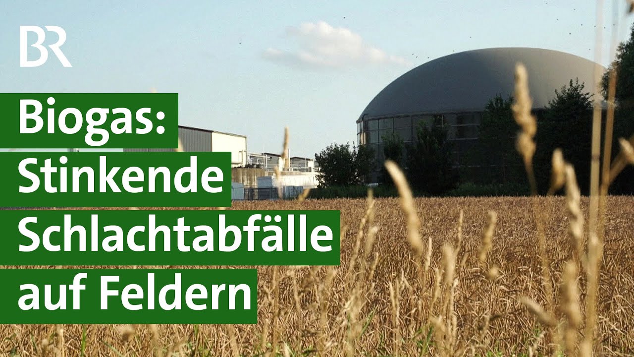 Streitfall Biogas - Goldrausch auf dem Acker