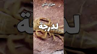 ليش العقرب يلدغ نفسه اذا قربته من النار🔥😱!؟