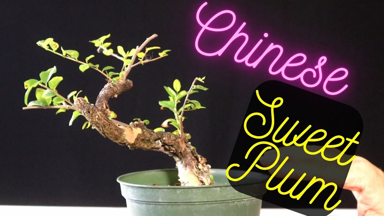 Chinese Sweet Plum Bonsai. Sageretia Theezans. Bird Plum
