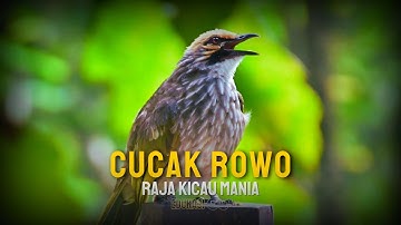 Mengenal Burung Cucak Rowo - Ciri dan Habitatnya di Alam !