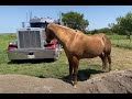 Dealing With Mud In High Traffic Area With Horses - Different Projects I Have Going On