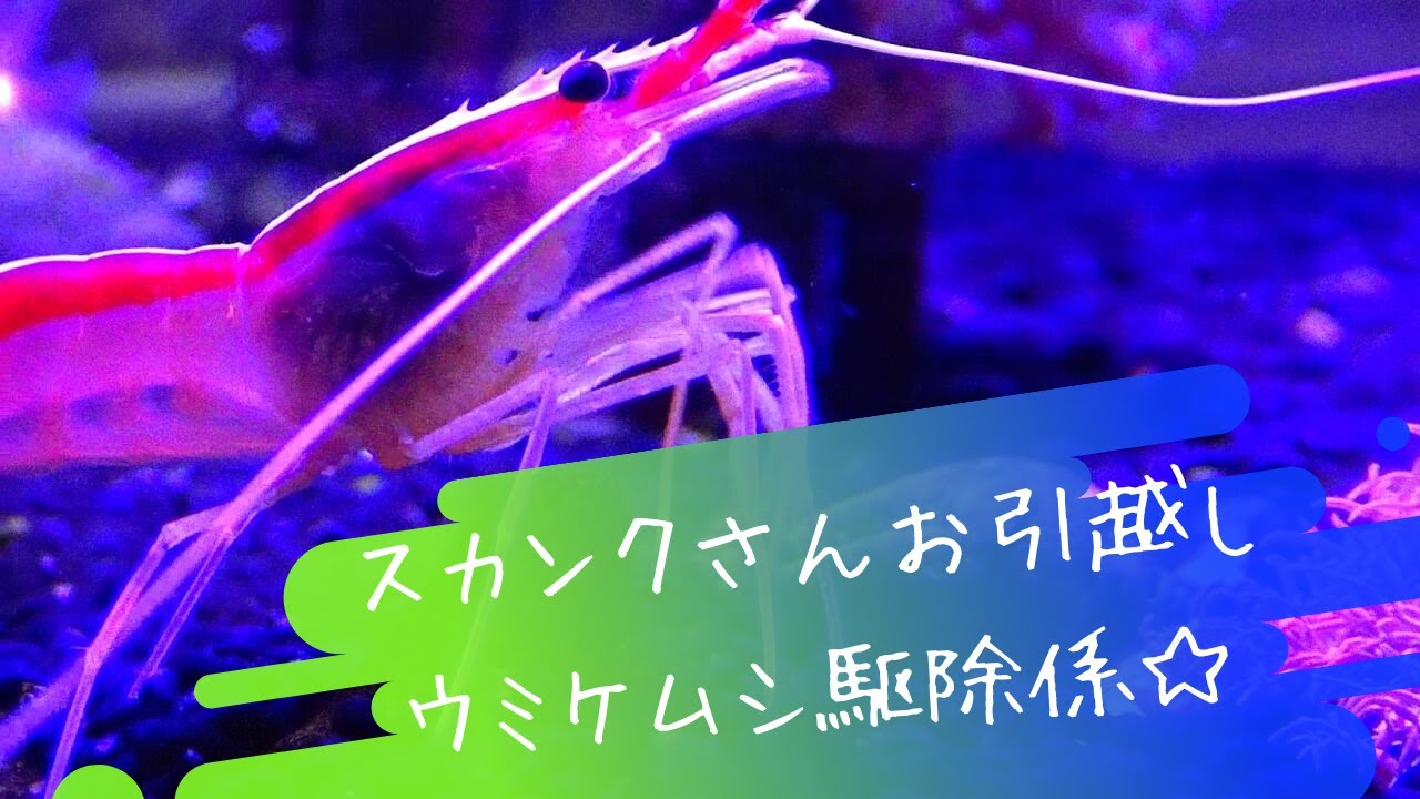 スカンクシュリンプにウミケムシ駆除をしてもらう Skunk Cleaner Shrimp Eats Bristle Worms Youtube