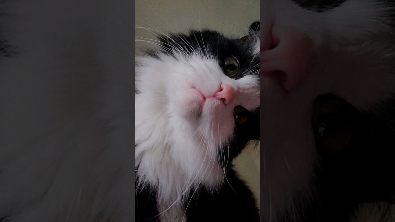 Stunning Norwegian Forest Cat YouTube