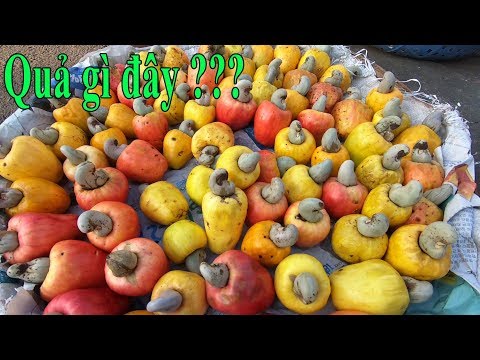 Video Đào Lộn Hột loại quả Lạ mà Quen không phải ai cũng biết - youtube
