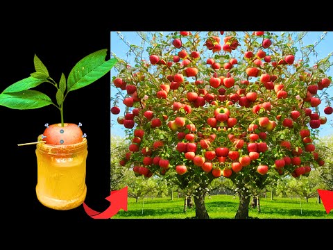 Video: Apple Tree Growing Info - Ինչպես եք տնկում Apple Trees