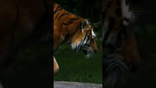 Bronevik following his nose!  #zoo #animals #zoolife