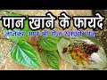 पान खाने के फायदे जानकर आप भी रोज खाएंगे पान | pan khane ke fayde || Health Benefits Of Betel Leaf