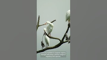 The Fascinating World of Migratory Birds | Discuss the various bird species that migrate through Geo