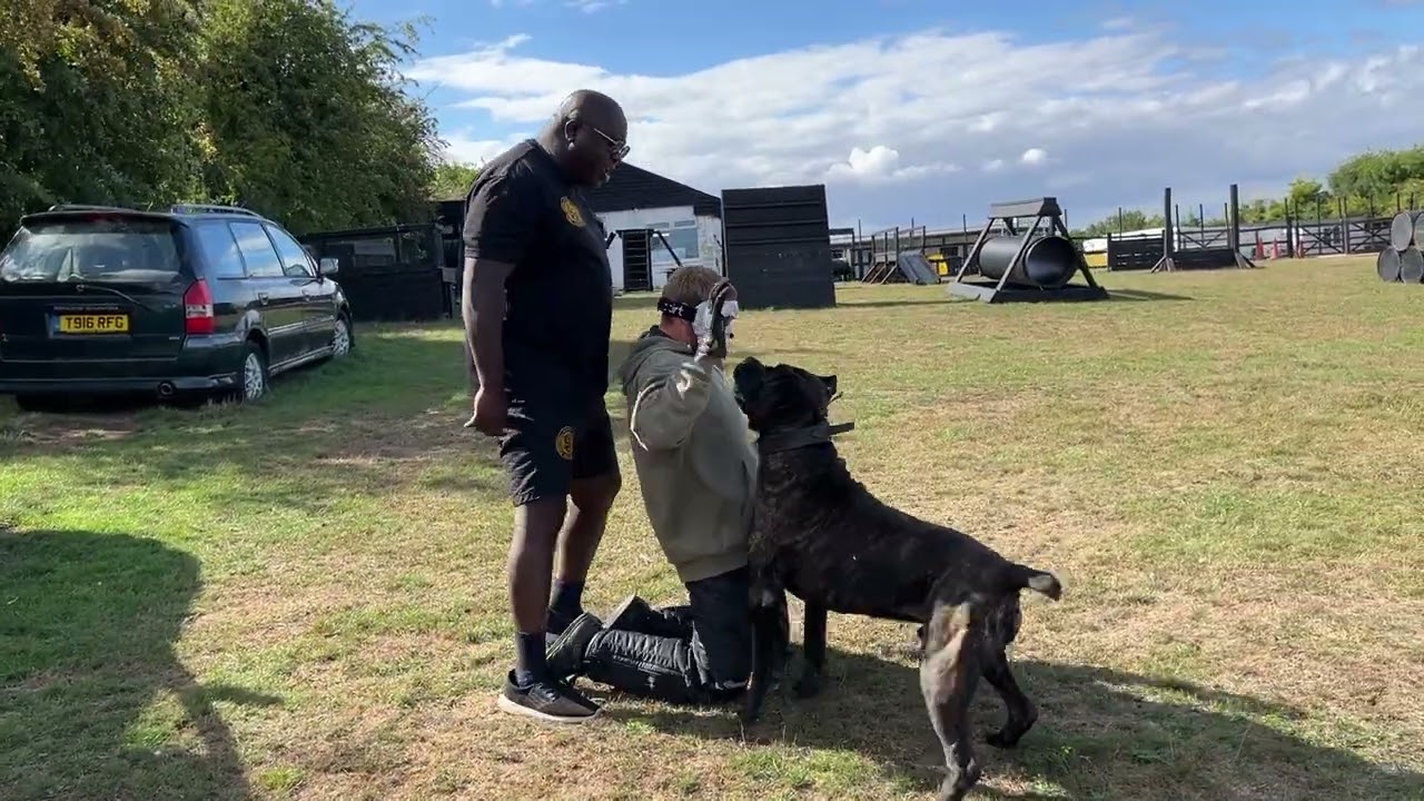 Cane corso Boston precision protection YouTube