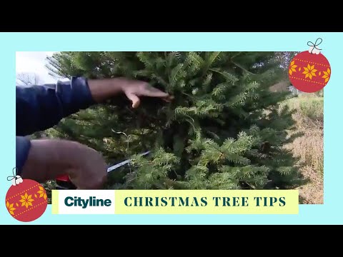 Video: Caring For A Live Christmas Tree In Your Home - Christmas Tree Care