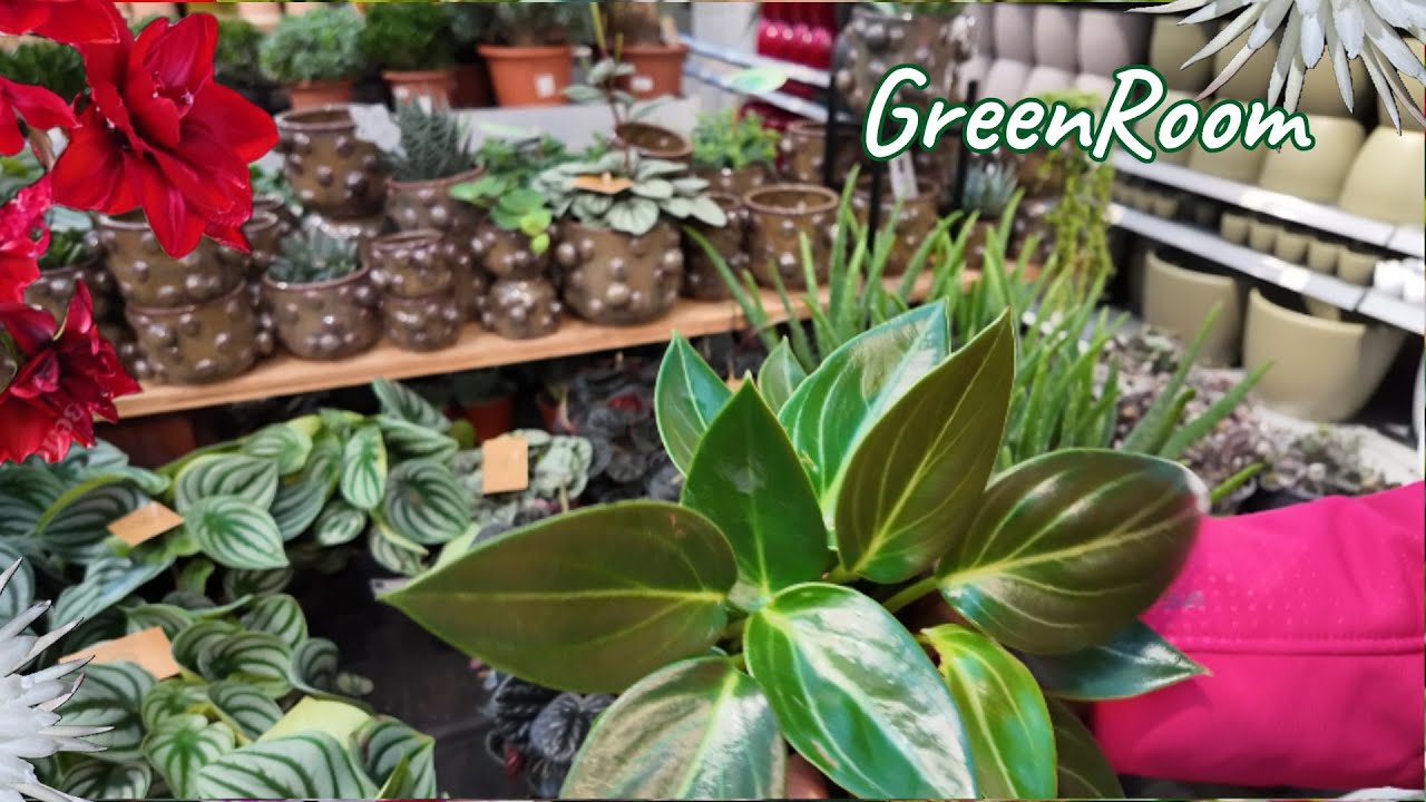 В увлекательном мире растений. Большое обновление в садовом центре.