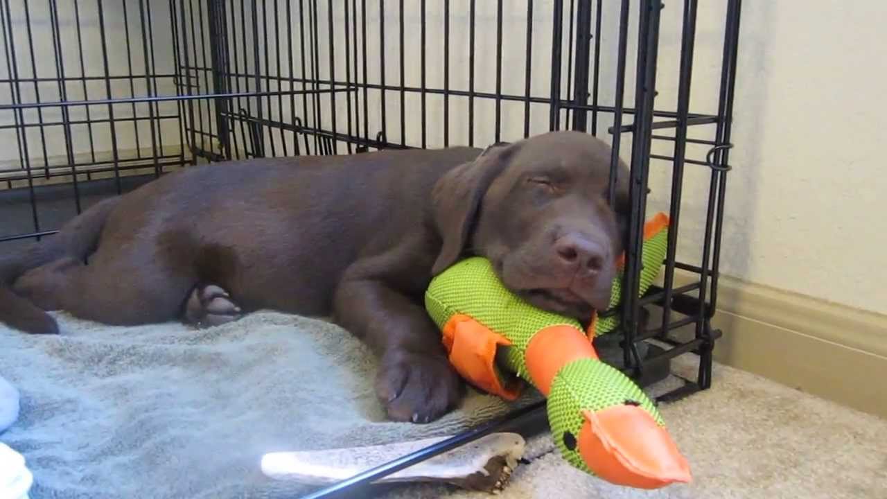 Chocolate lab puppy sleeping with duck YouTube