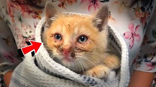 The kitten needed help and he found good people! This incident changed their lives!
