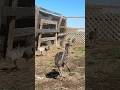 Baby Emus Can’t Figure Out Corners