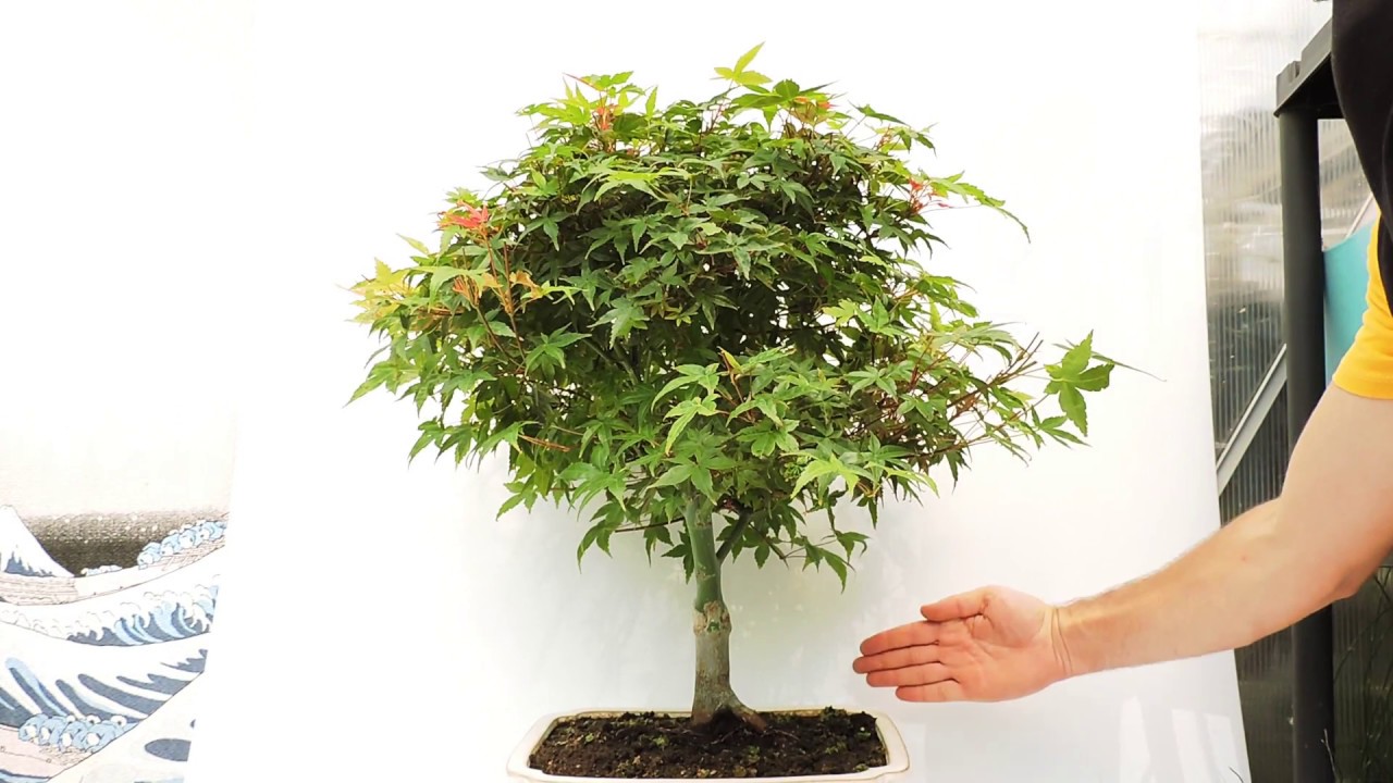 canada bonsai Jervis Canadian Hemlock main image 0