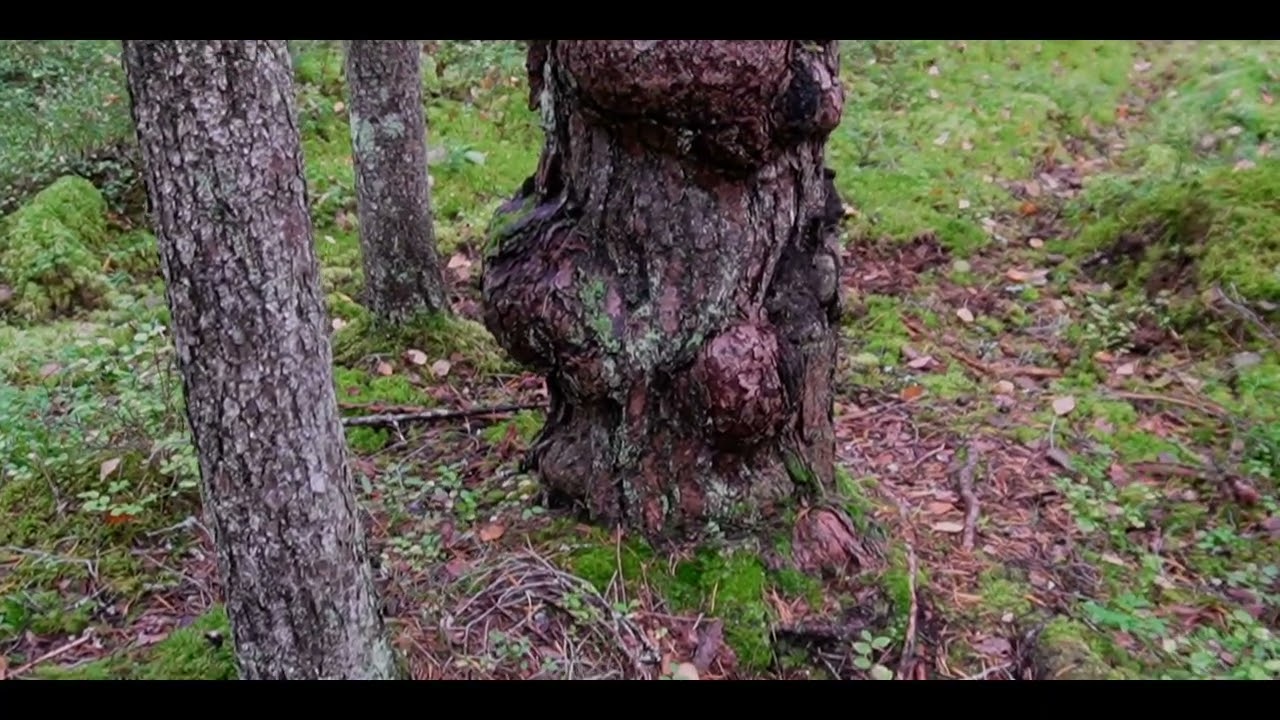 Ai/mB - Oracle Tree (Touched Rvolutions)