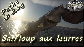 peche du bar / loup aux leurres en étang - Gopro HD