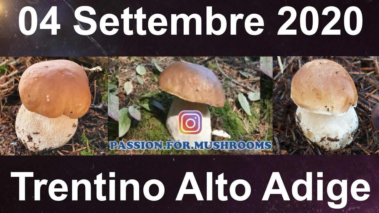 PORCINI 2020 SETTEMBRE FUNGHI PORCINI IN TRENTINO CERCASI YouTube