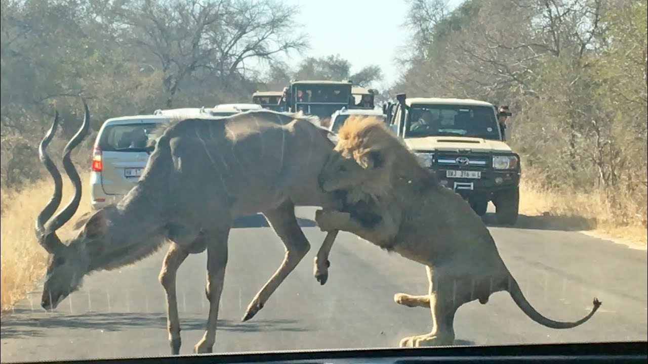 Kudu Bull runs next to vehicle