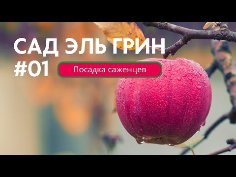 Сад как бизнес: Начинаем с правильной посадки саженцев яблони