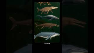 When Blue Whale was a Land Animal
Watch the full Podcast here - https://www.youtube.com/watch?v=lusrIEKedJ0
✅ Subscribe To Our Other YouTube Channels:-
Gaurav Thakur:
https://www.youtube.com/@GauravThakur-GSF
GetsetflySCIENCE by Gaurav Thakur:
https://www.youtube.com/@GetSetFly
The Gaurav Thakur Show Clips:
https://www.youtube.com/@gauravzthakur
Join us on SPOTIFY:
https://spotify.openinapp.co/i7q79
INSTAGRAM :
@gauravzthakur -
https://www.instagram.com/gauravzthakur
@getsetflyscience -
https://www.instagram.com/getsetflyscience/
FACEBOOK :
@GauravzThakur
https://www.facebook.com/GauravzThakur
#gauravthakurclips
#thegauravthakurshow When Blue Whale was a Land Animal