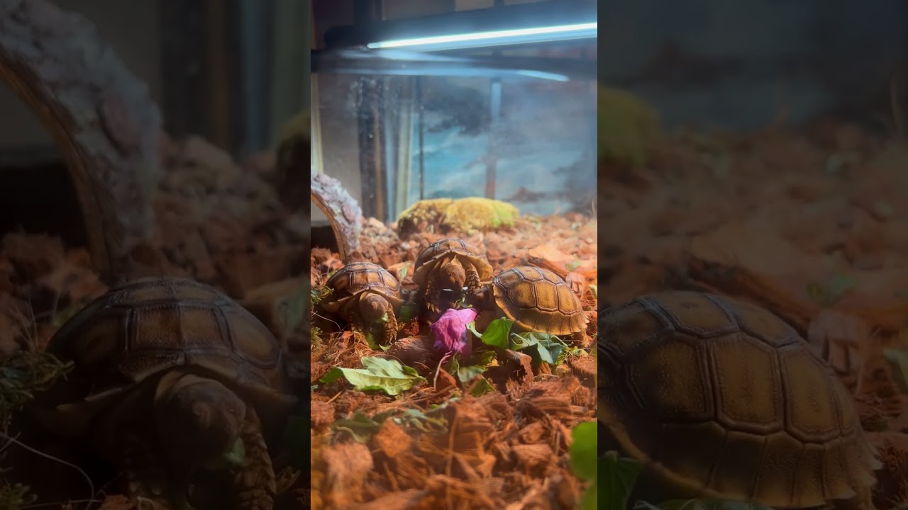 Three sulcata tortoise eat hibiscus