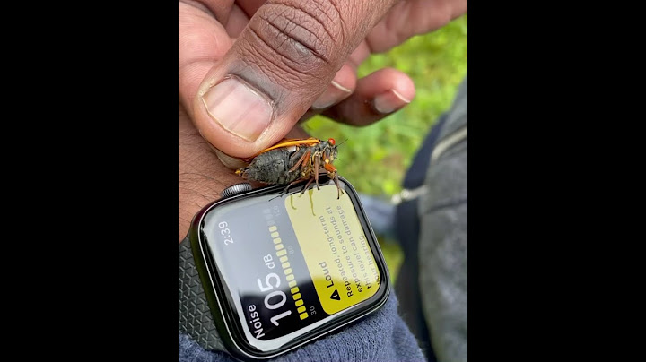 Cicada sound level
