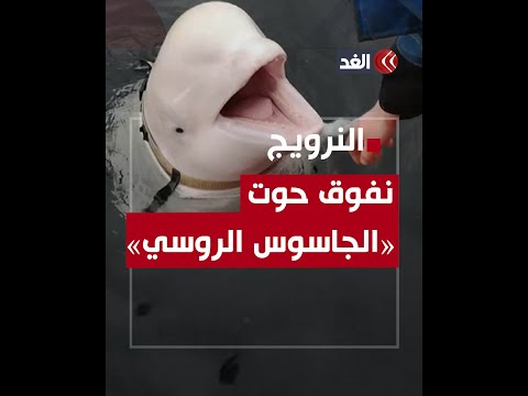ماذا نعرف عن الحوت الأبيض الملقب بـ جاسوس روسيا 