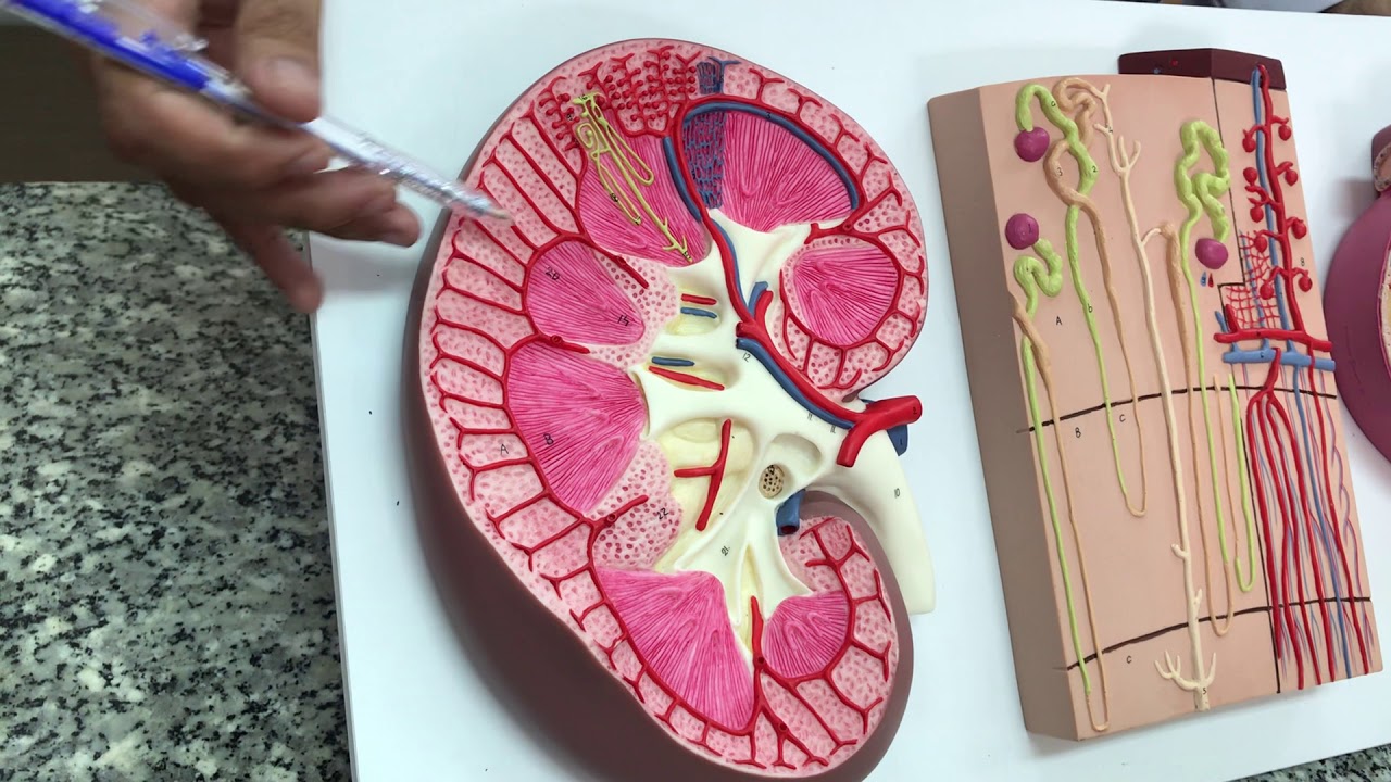 Giải phẫu Thận TVU