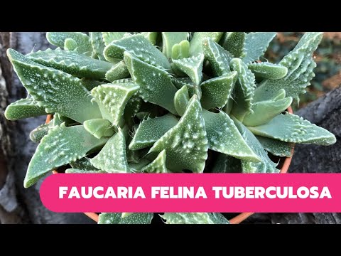 Video: Tiger faucaria: descripción, hábitat, foto