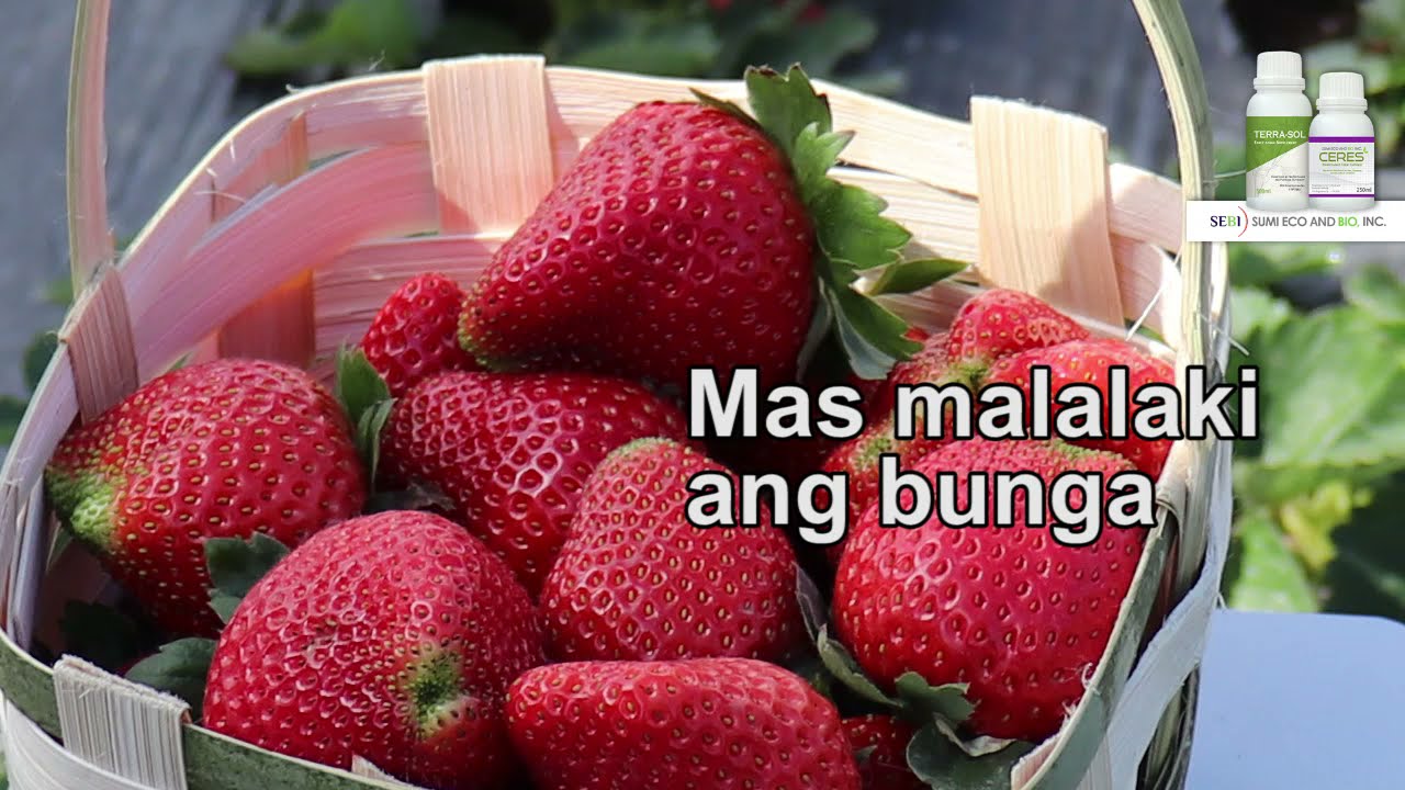 Strawberry in La Trinidad with Ceres Biostimulant Foliar Fertilizer, HanEarl Science, HES