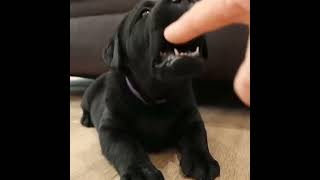 don't touch my nose❤? #shorts #shortsvideo #youtubeshort #whatsappstatus #reels #labrador