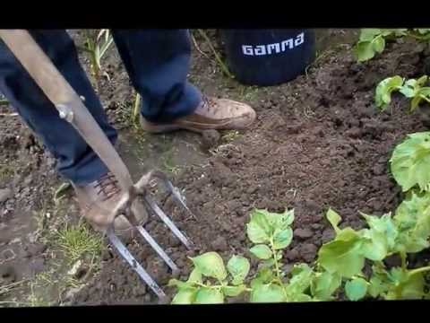 Video: Verschil Tussen Vroege Bacterievuur En Aardappelziekte