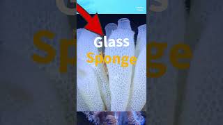 The Longest Living Creature: Antarctica's Mysterious Glass Sponge
