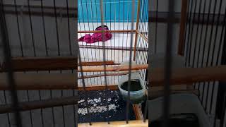 Prenjak Kpala Merah Has Indonesia