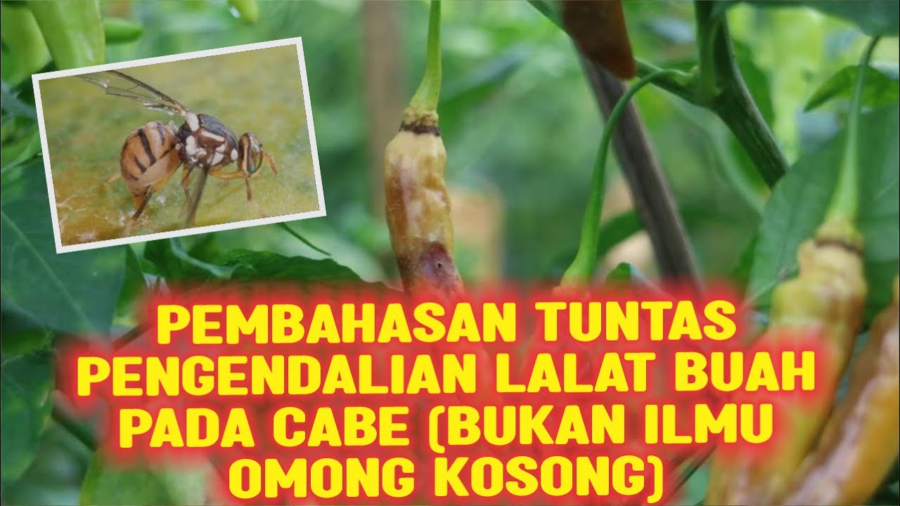PEMBAHASAN TUNTAS PENGENDALIAN LALAT BUAH PADA CABE ( BUKAN ILMU OMONG KOSONG)