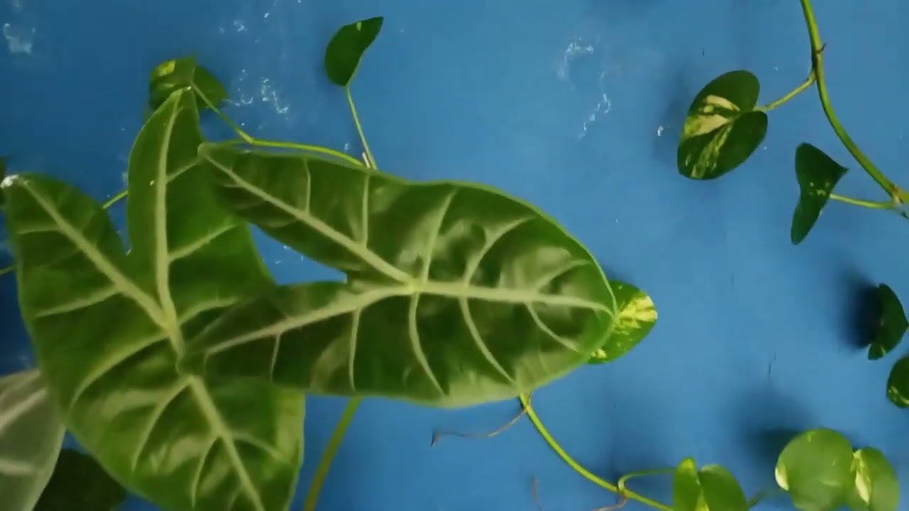 Minha LINDA florestinha de flores e folhagens 🪴#plantas #jardim #flores #garden 