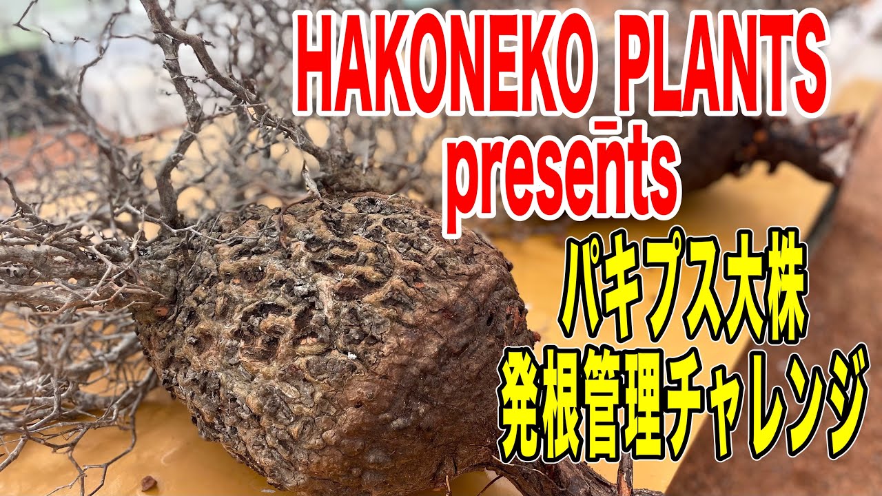 Конкурс по укоренению пахиподиумов 