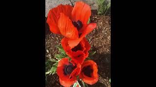 Soft music with pics for sleep screenshot 5