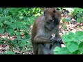 Exploring the wild side of Jakarta: encounters with urban monkeys