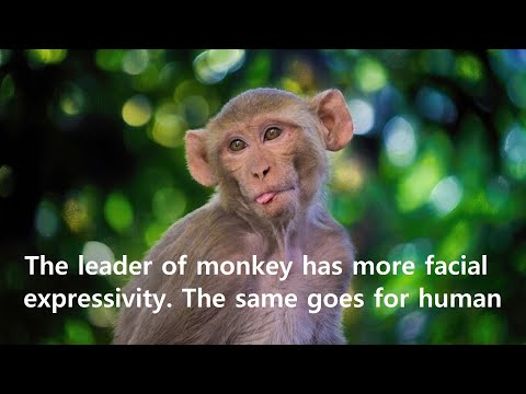 Short Story: The leader of monkey has more facial expressivity. The same goes for human