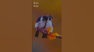 وَالسَّمَاءَ بَنَيْنَاهَا بِأَيْدٍ وَإِنَّا لَمُوسِعُونَ/ سورة الذاريات / القارئ /ابراهيم شرف