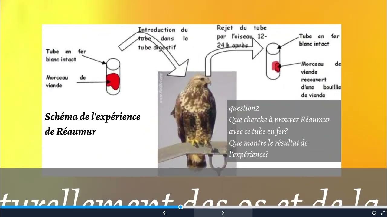 expérience historique pour expliquer la digestion, par REAUMUR - YouTube