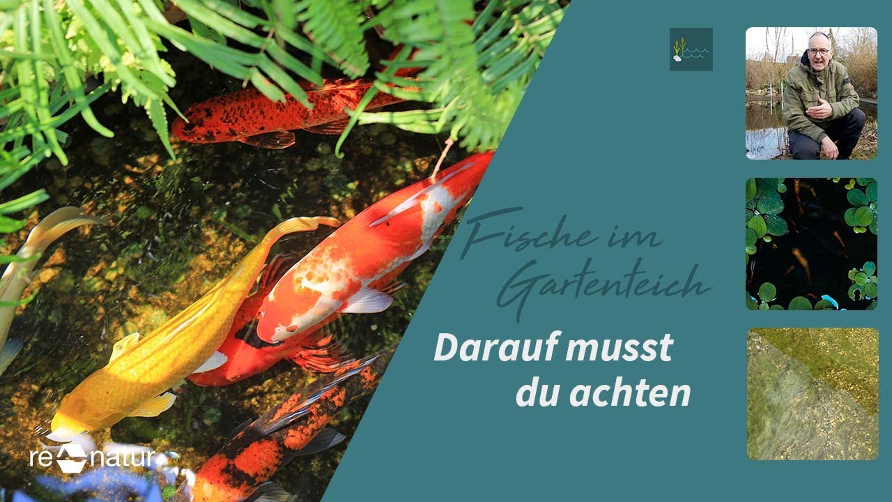 Fische im Gartenteich Darauf musst du achten (5 Tipps) YouTube