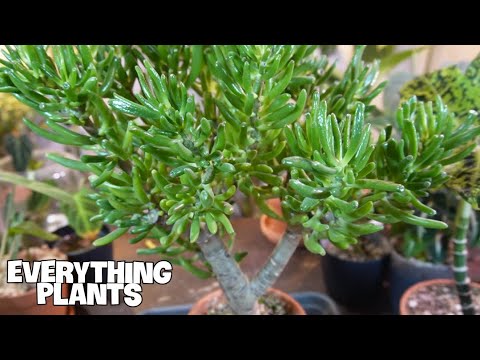 Wideo: Uprawa roślin Gollum Jade: jak dbać o sukulenty Gollum Jade