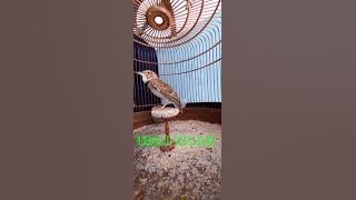 CALANDRA LARK YG BIKIN ANDA TERPESONA GACOR SIANG MALAM MATERI LOKAL