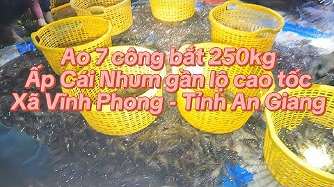 Ao 7 công bắt 250kg tôm càng lúc 1 giờ Tại Ấp Cái Nhum gần lộ cao tốc Xã Vĩnh Phong Tỉnh An Giang
