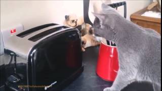 Funny Cat Videos - Home Equipment Edition - Cat Vs Toaster