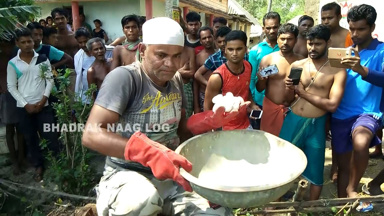 2 monocled cobra & 41 eggs rescue