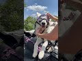 How my shepherd gets ready to ride on my motorcycle!
